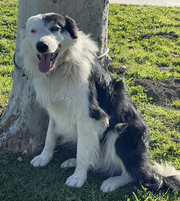 11 month old Border Collie male